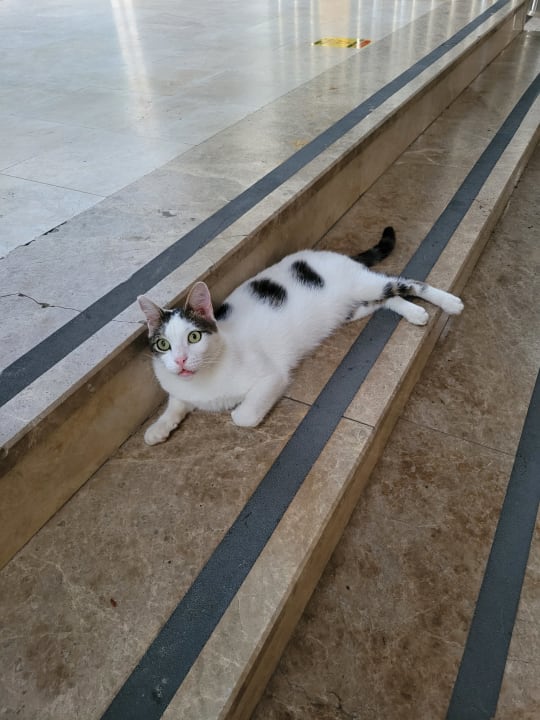 Lobby Calimera Hane Garden