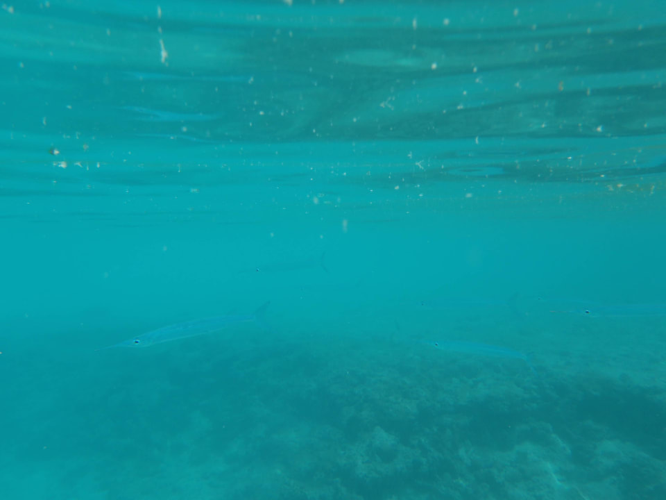 Unterwasserwelt Cinnamon Dhonveli Maldives