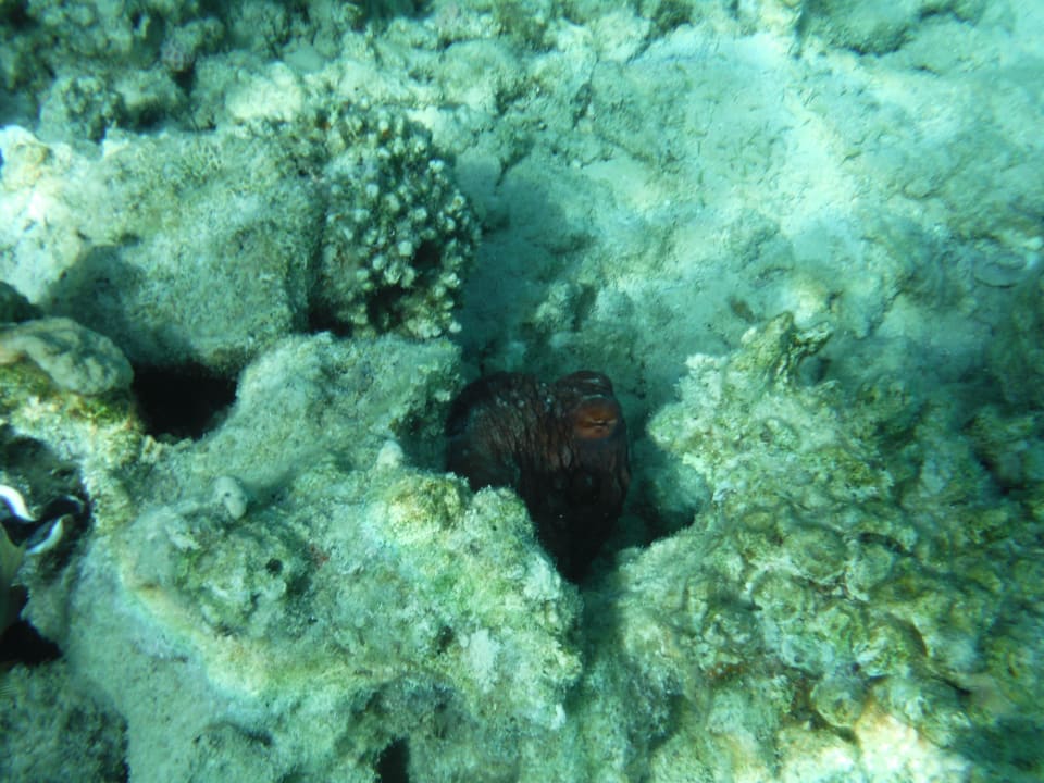 Kraken Cleopatra Luxury Resort Makadi Bay