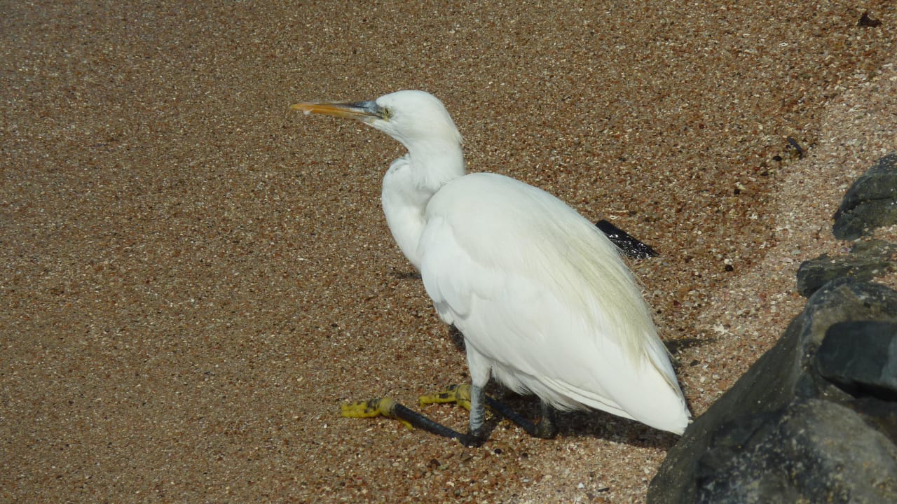 Vogel am Strand Jaz Solaya