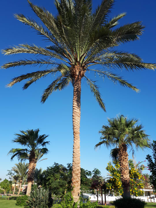 Außenansicht Desert Rose