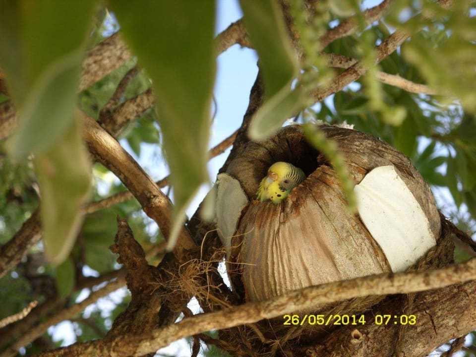 Wellensittig im Kokosnuss  Thulhagiri Island Resort