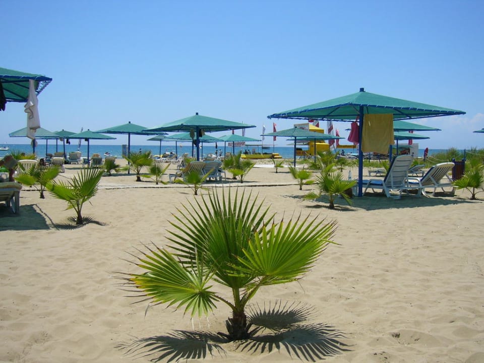 Palme Paloma Oceana