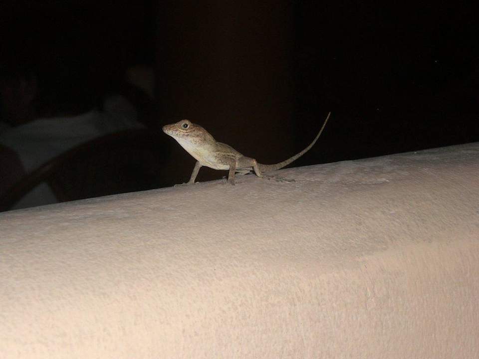 Gecko im Sunset-Theater Grand Palladium Select Bávaro Resort & Spa