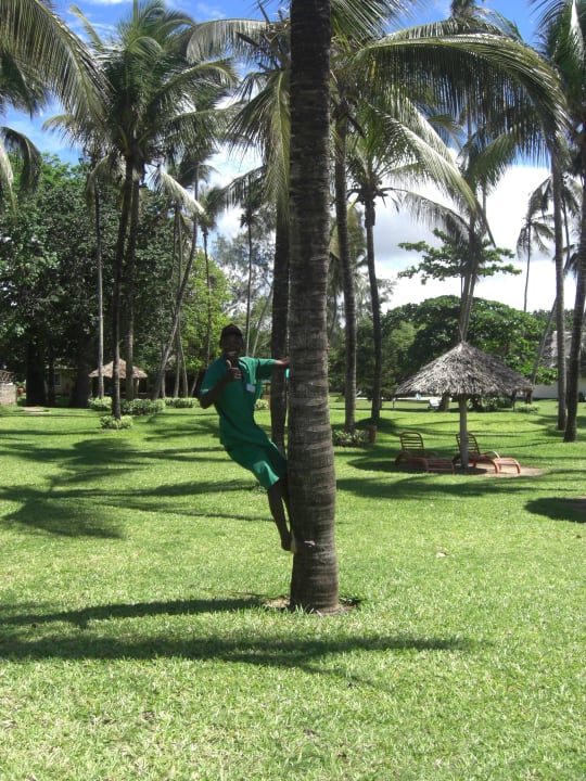 Palmenkletterer Neptune Village Beach Resort & Spa