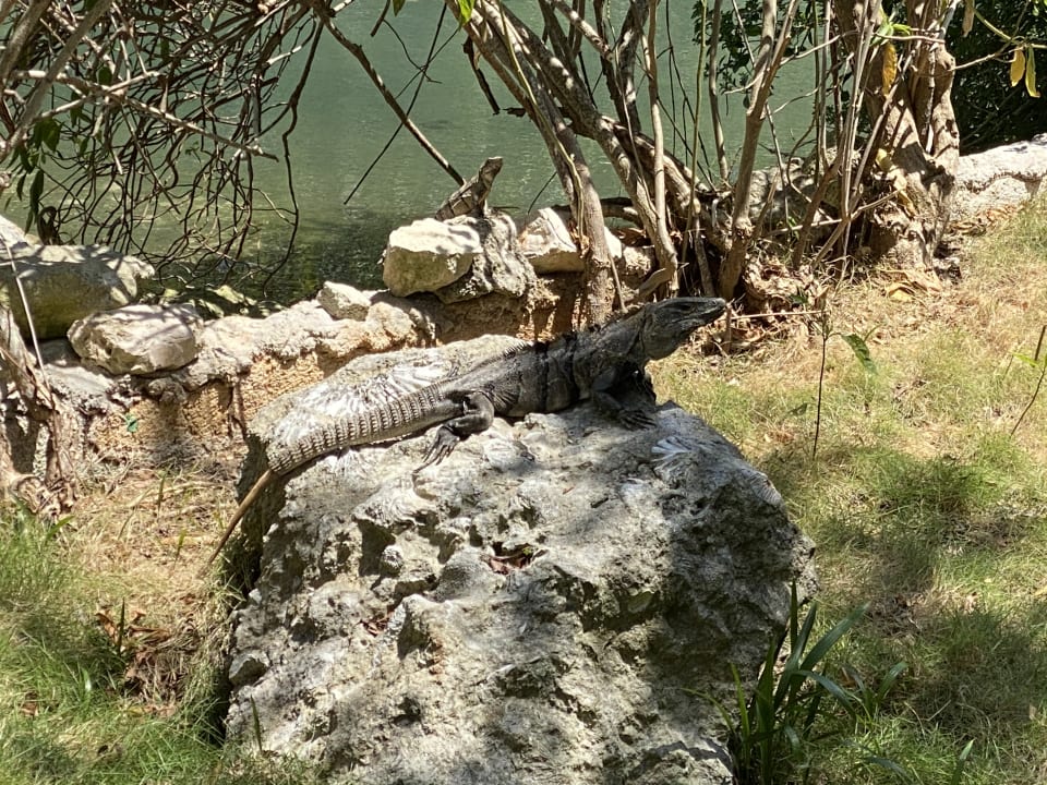 Gartenanlage TRS Yucatan Hotel - Adults only