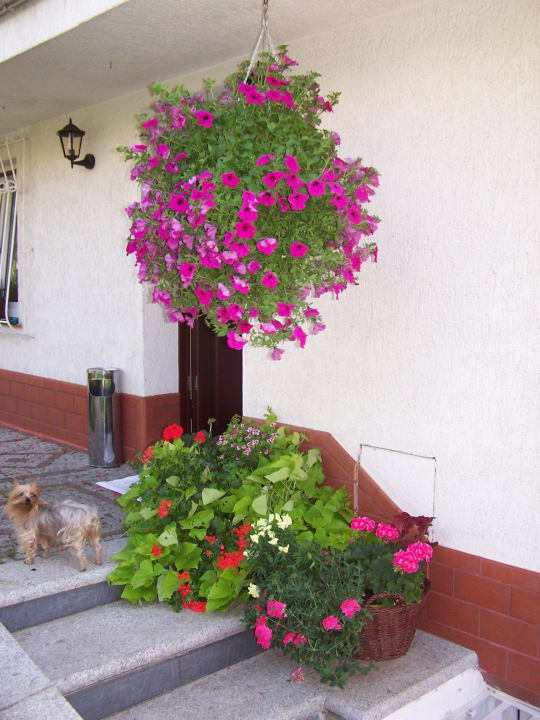 Wejście Pension Wanda