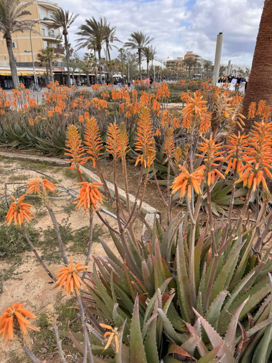 Außenansicht Grupotel Acapulco Playa - Adults Only