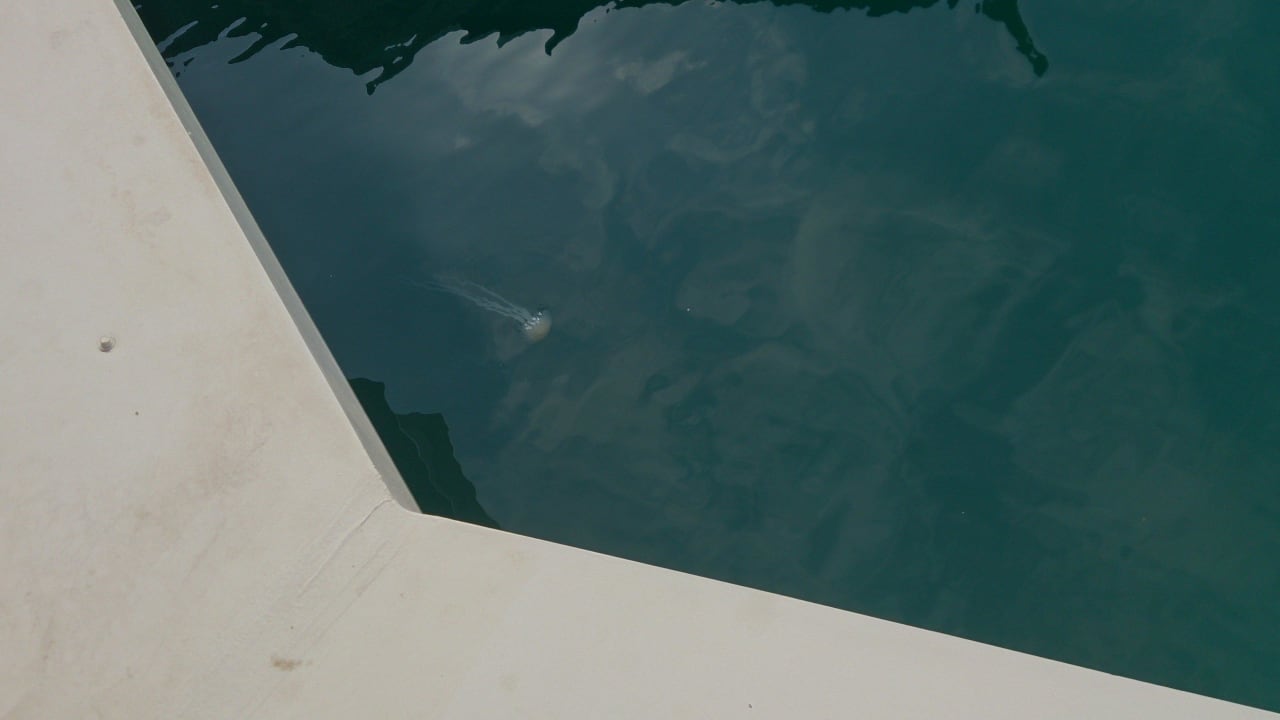 Quallen unter den Overwater-Villen Anantara The Palm Dubai Resort