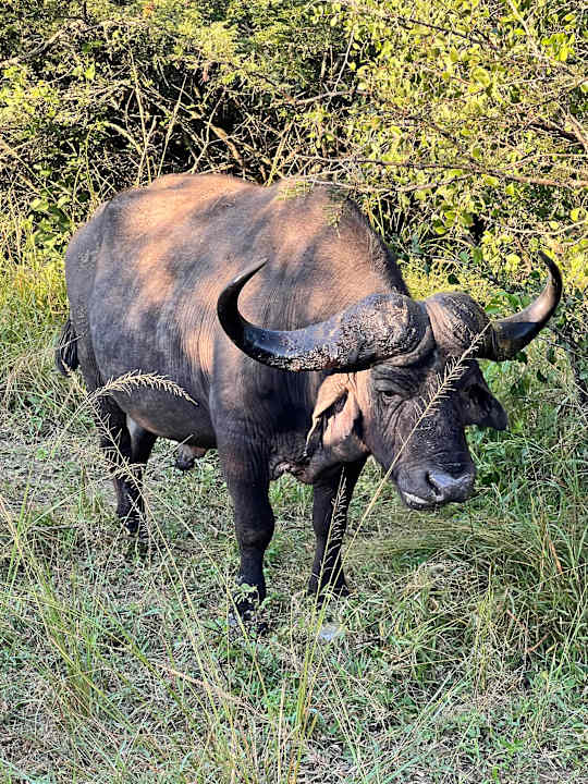 Sonstiges Rhino Ridge Safari Lodge