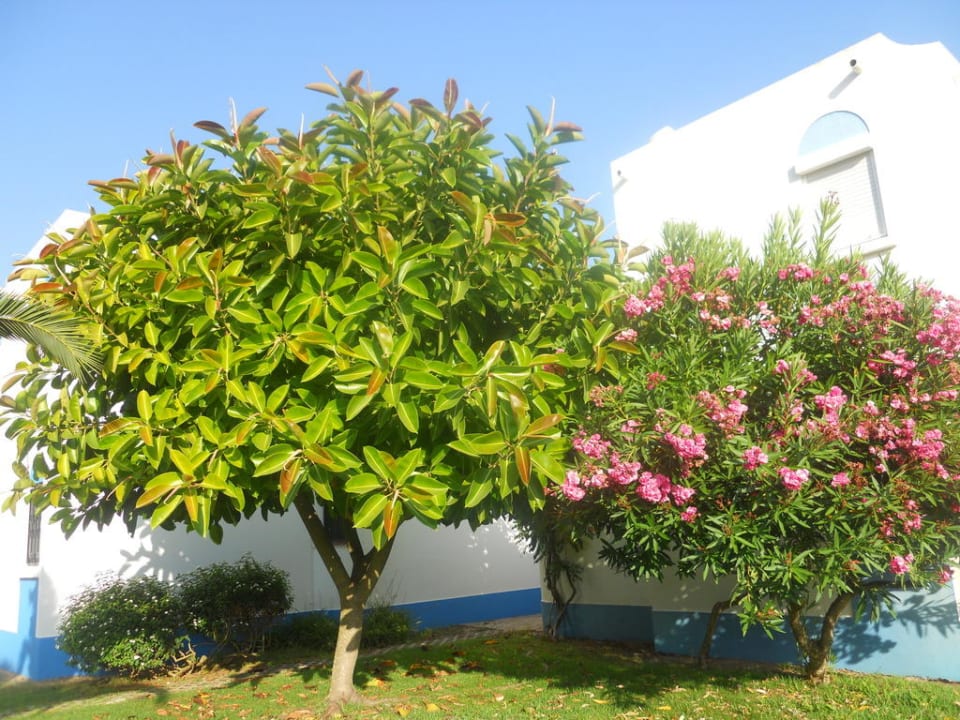 Gummibaum so groß wie bei uns Apfelbäume Golden Club Cabanas