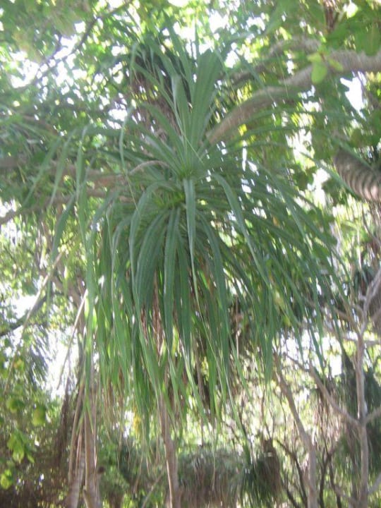 Baum Adaaran Select Hudhuran Fushi - Premium All Inclusive