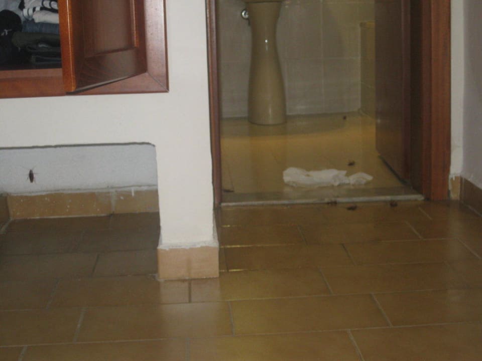 Kakerlaken Atlantica Marmari Beach