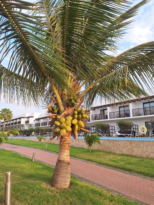 Gartenanlage Meliá Laguna Beach