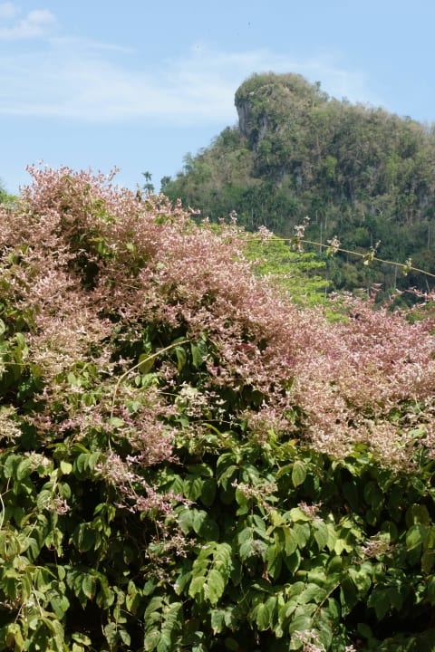 Blick zum Mirador Villa Soroa