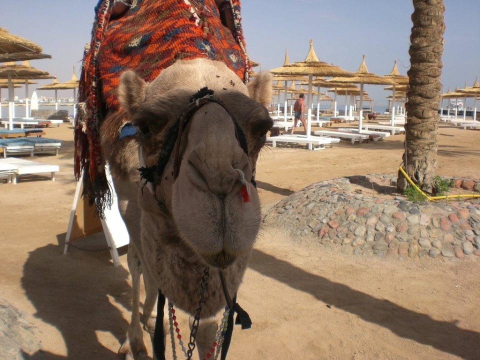Strandkamel Oscar Pickalbatros Alf Leila Wa Leila Resort - Neverland Hurghada