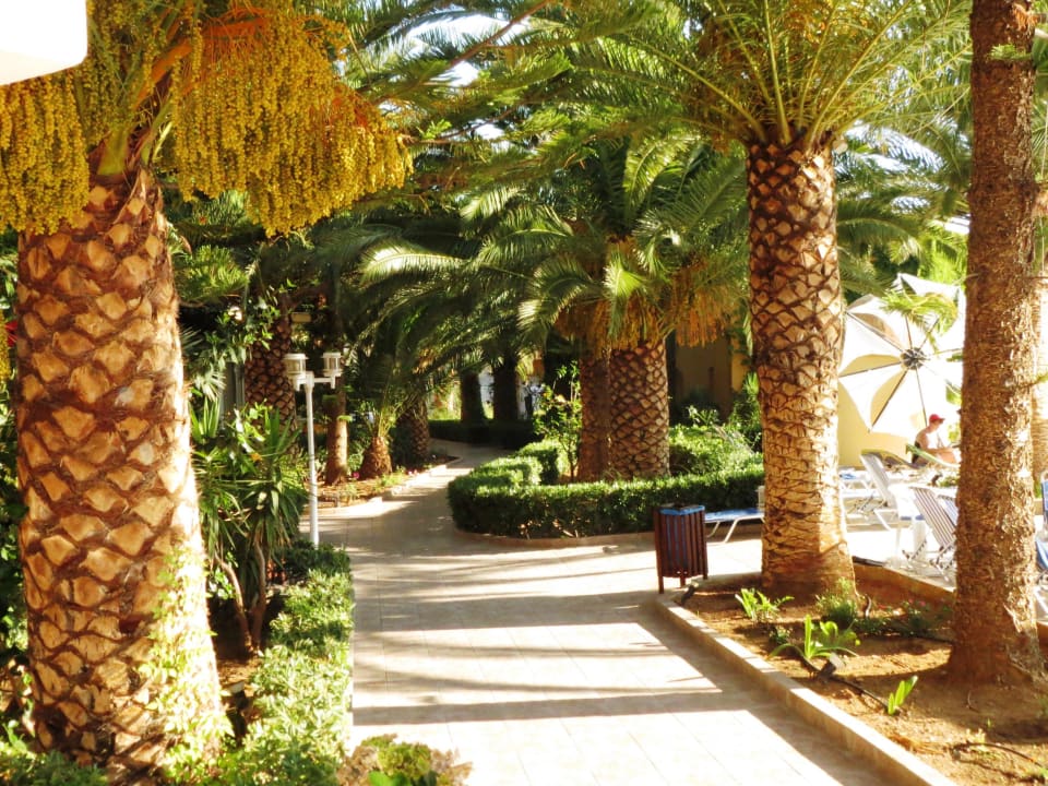 Palmen beim Pool Vantaris Luxury Beach Resort