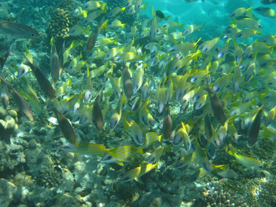 Unterwasserwelt am Hausriff NH Collection Maldives Reethi Resort