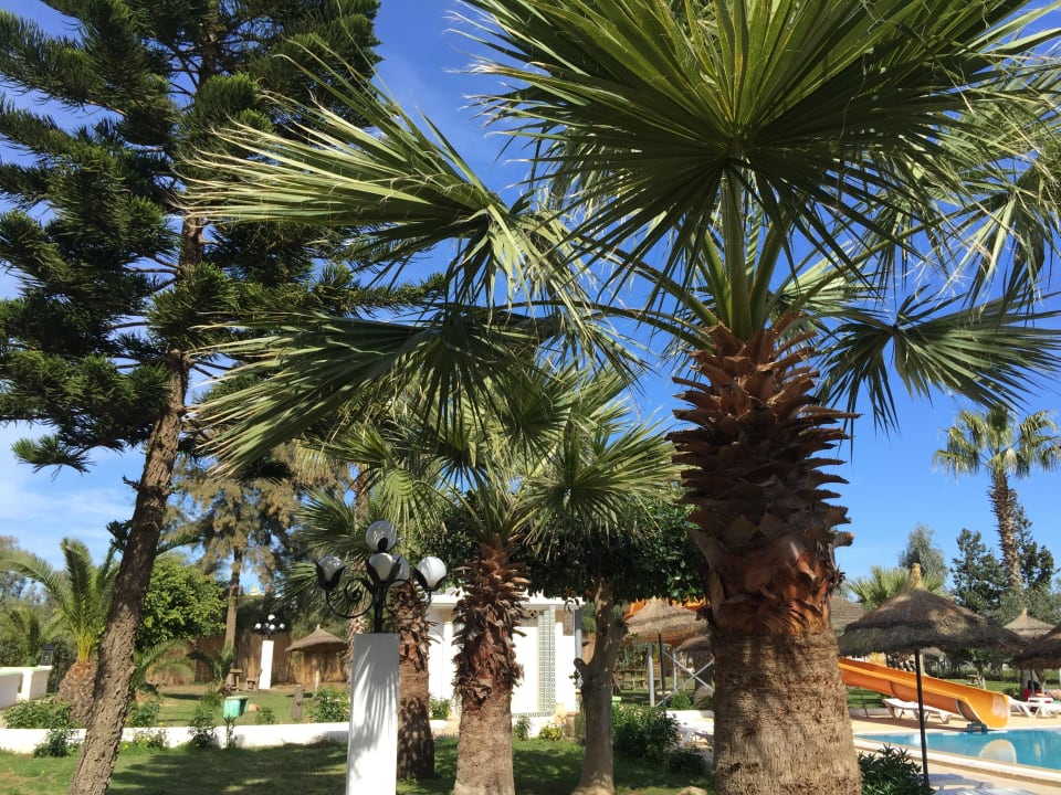 De tuin van het hotel Miramar Sharm El Kantaoui