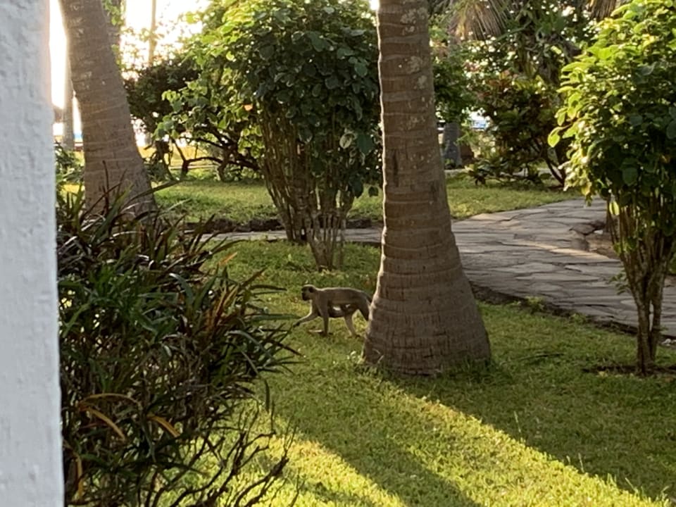 Außenansicht Diani Sea Resort