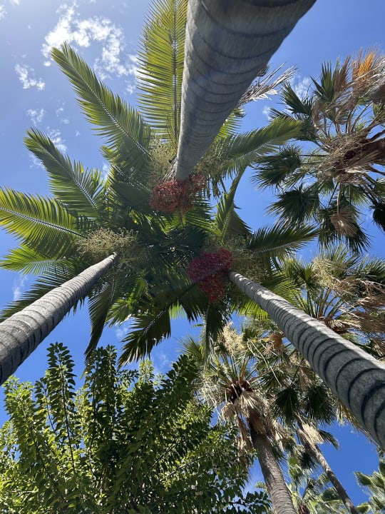 Gartenanlage Hotel Botanico & The Oriental Spa Garden