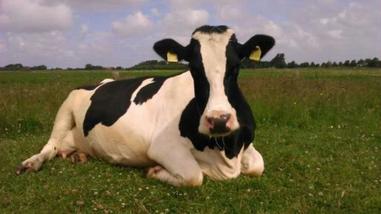 Milchkuh Lena... sehr Kinderfreundlich  Ferienhof Upwarf