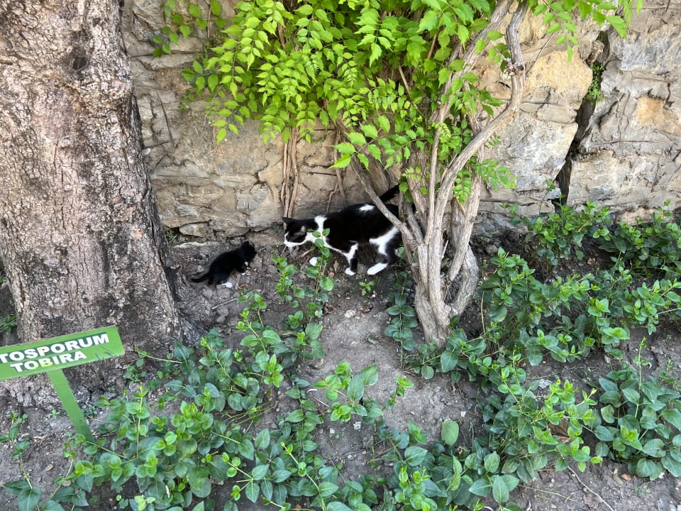 Gartenanlage Club Dizalya