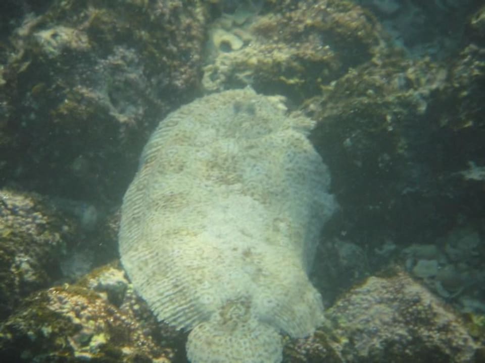 Poisson Shandrani Beachcomber Resort & Spa