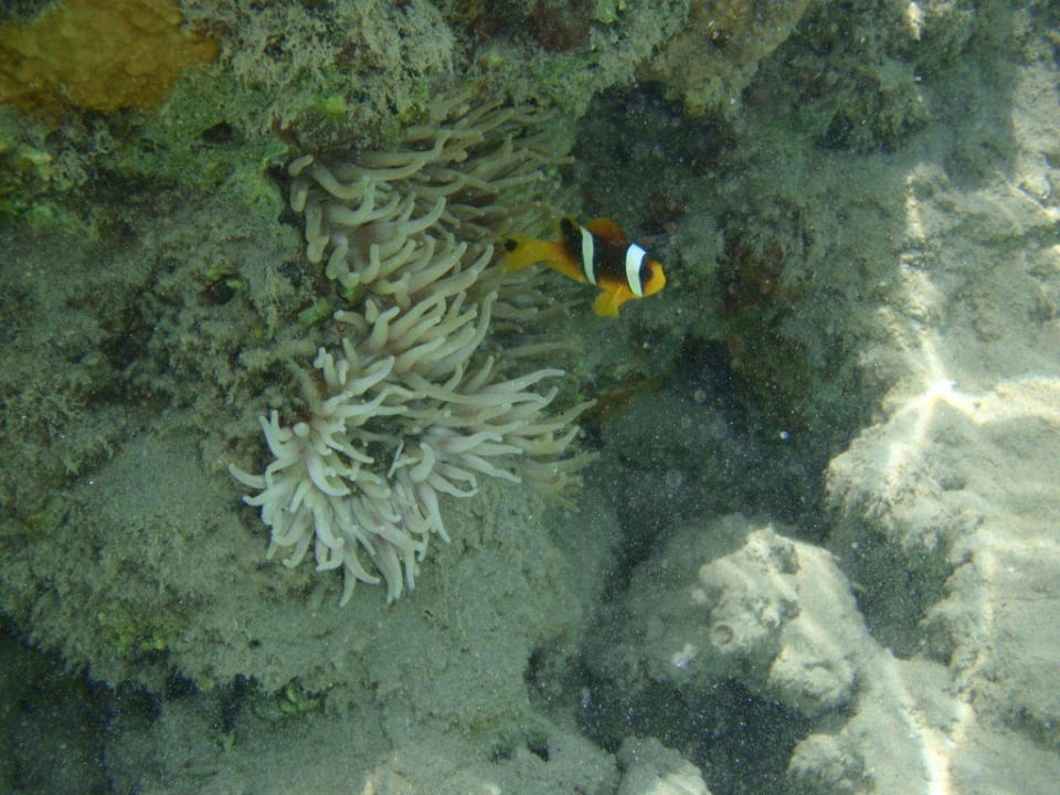Nemo Hurghada Long Beach Resort