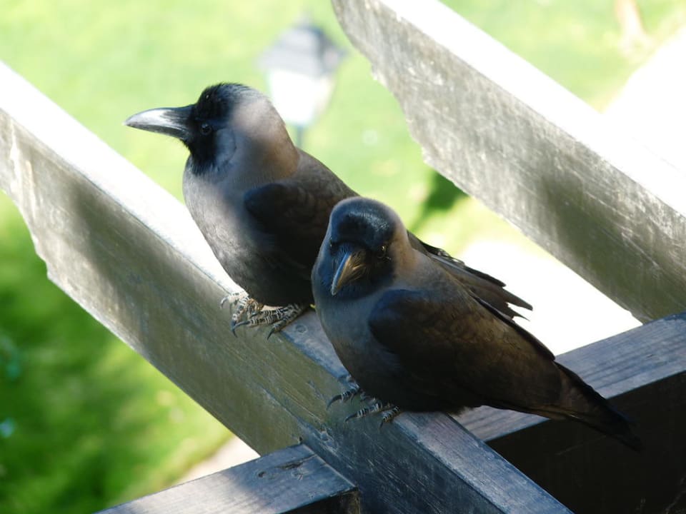 Besuch am Zimmer Jaz Solaya