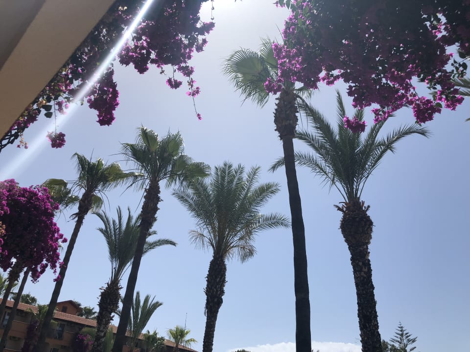 Palmen Blumen Club Turtas Beach Hotel