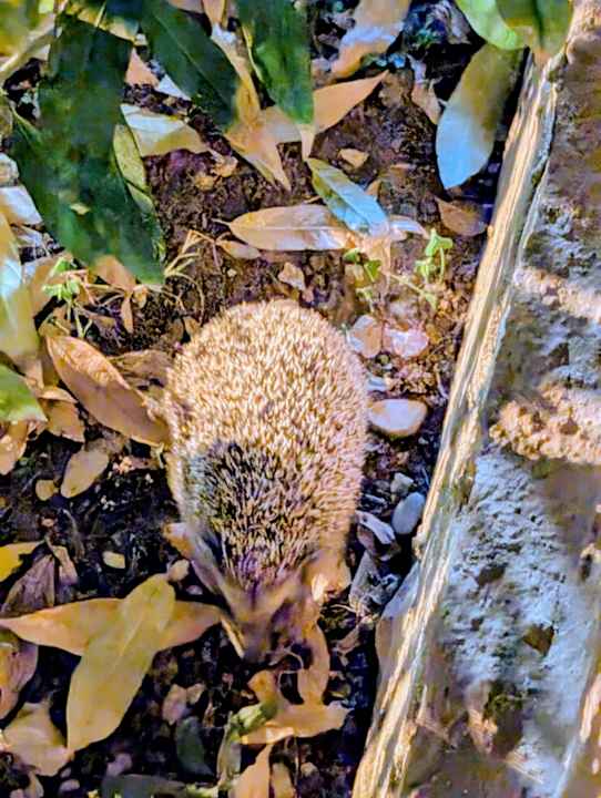 Gartenanlage Club Dizalya