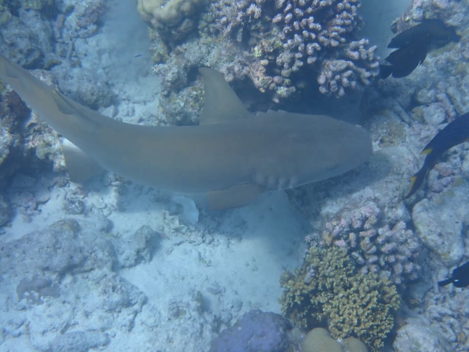 Sport & Freizeit NH Collection Maldives Reethi Resort