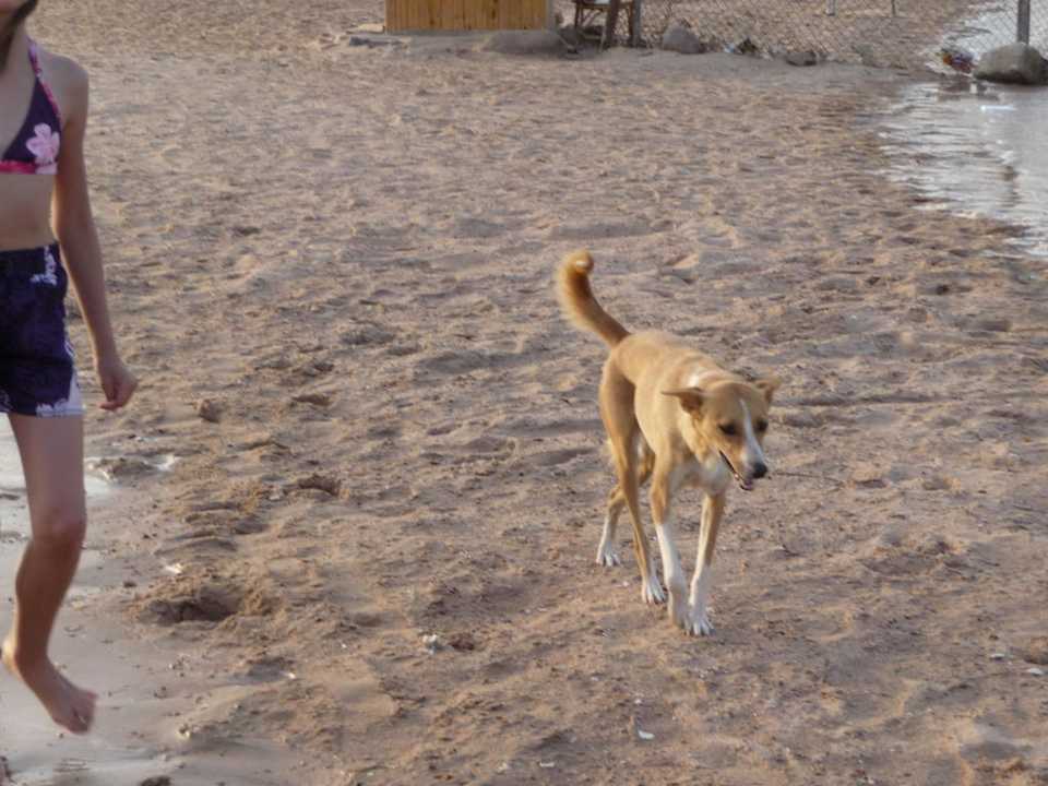 Noch ein Ägyptischer Strandbewohner JAZ Dahabeya