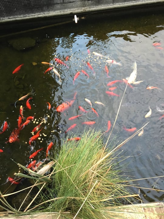 Fischpond Hotel Regency Country Club