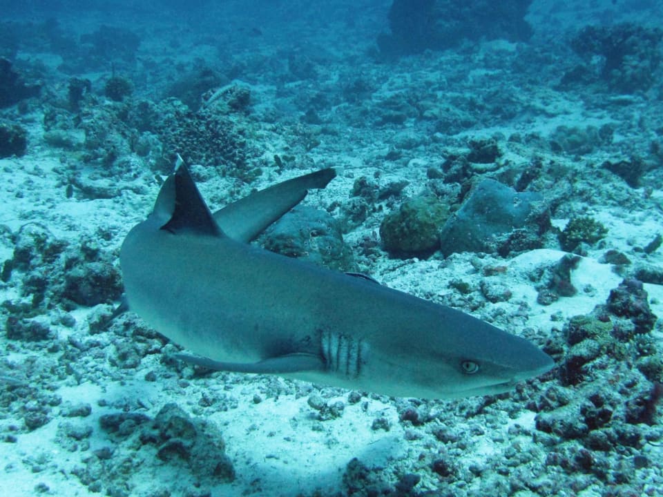 Hai am Embudu-Express Embudu Village