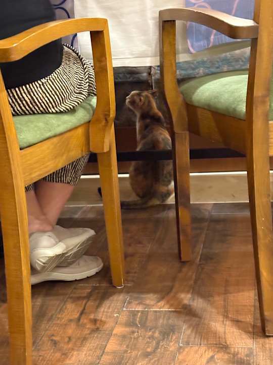 Gastro Calimera Serra Palace