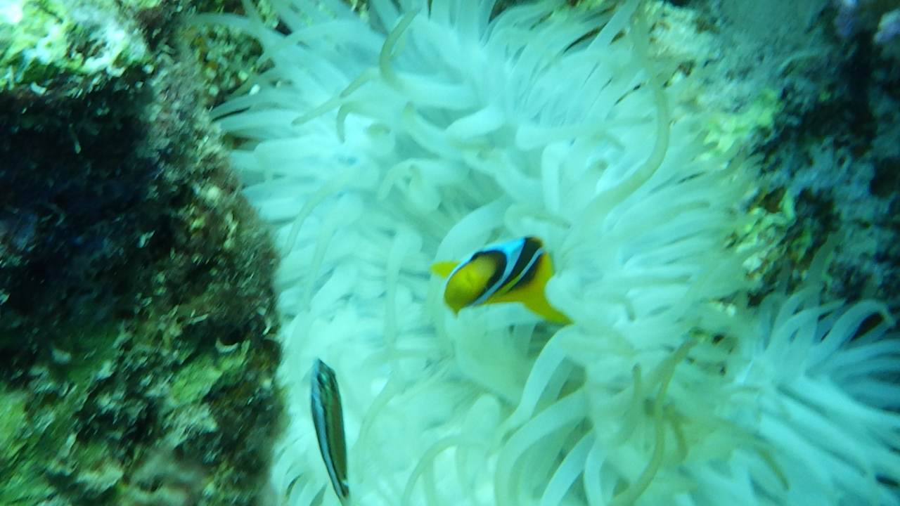 Strand Utopia Beach Club