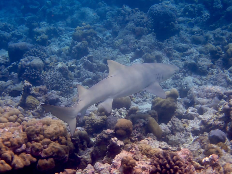 Sport & Freizeit NH Collection Maldives Reethi Resort