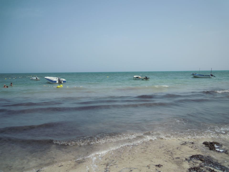 Hier sieht man die Algen Royal Karthago Djerba