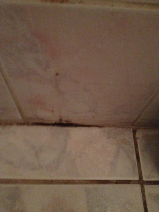 Schwarzschimmel Pension Fortuna