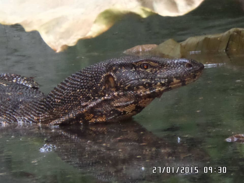 Waran im Dorf Earl’s Reef Beruwala