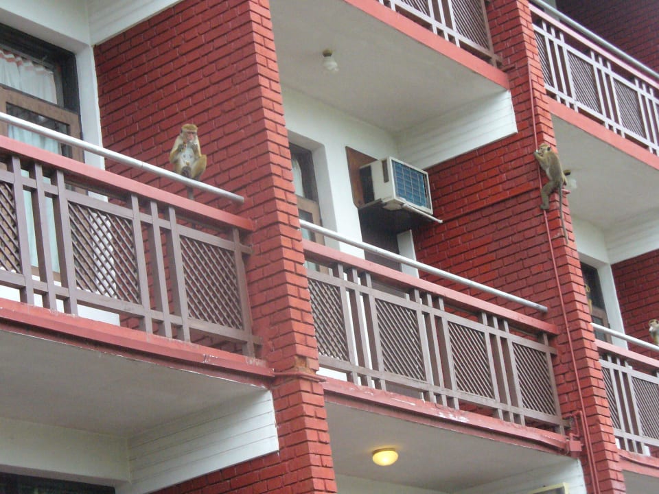 Affen klettern an der Wand hoch Hotel Topaz