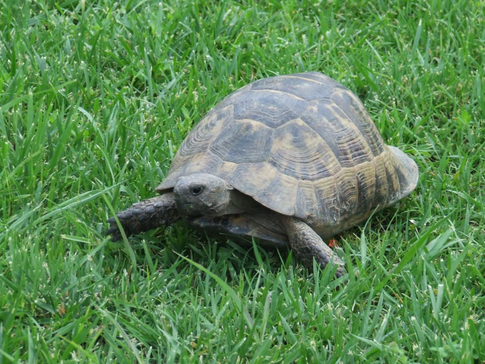 Gartenanlage Saphir Resort & Spa