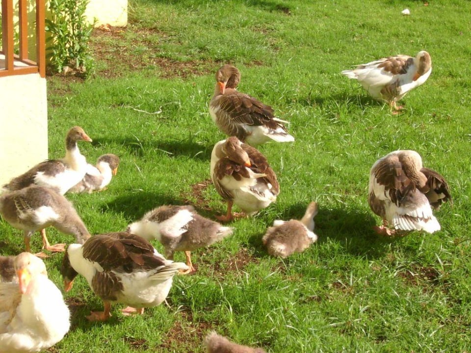 kleiner Zoo direkt vor der Terrasse VONRESORT Golden Beach