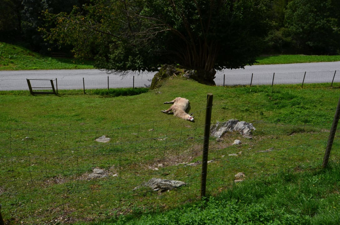 Genau so relaxt man hier!! Residence Garni Melcherhof