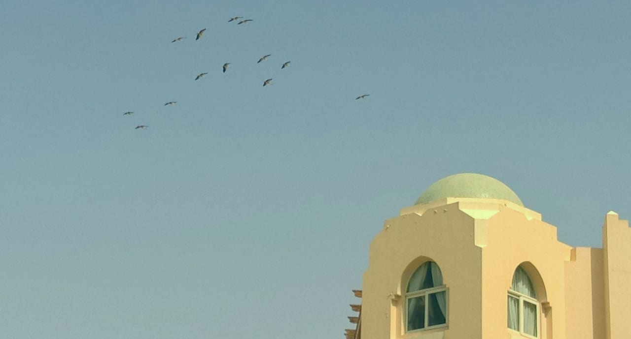Störche Hotel Kempinski Soma Bay