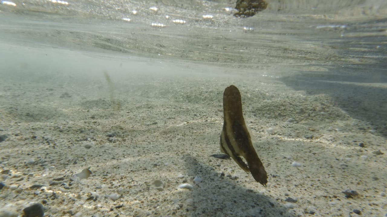 Sport & Freizeit Malikia Resort Abu Dabbab