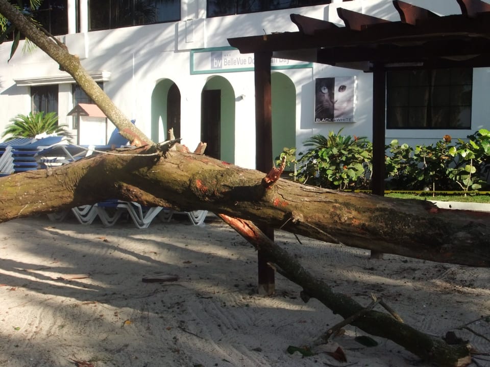 Abgebrochene Stämme BelleVue Dominican Bay