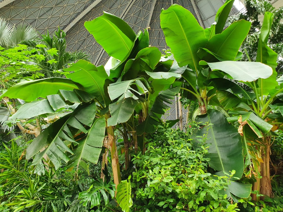 Gartenanlage Tropical Islands Resort